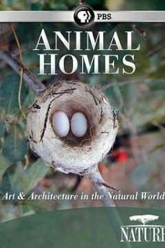 动物之家：鸟巢