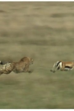 猎物VS猎手 塞伦盖蒂平原上的生存之战