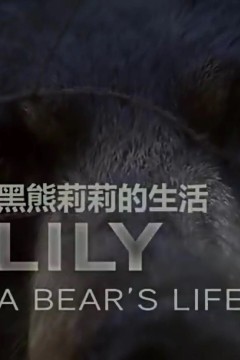 莉莉一头熊的生活