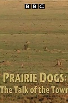 BBC自然世界.语言大师草原犬鼠