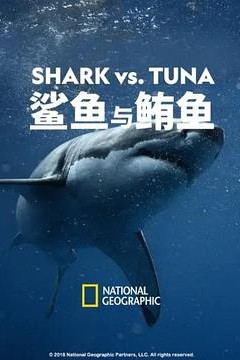 鲨鱼与鲔鱼