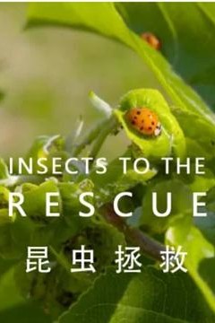 昆虫拯救