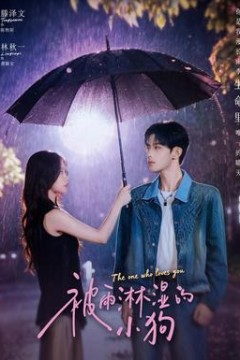 被雨淋湿的小狗